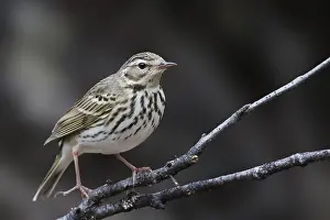 Boompieper Prints: Siberische Boompieper, Olive-backed Pipit, Anthus hodgsoni yunnanensis