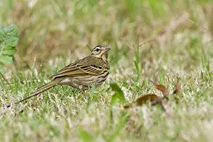 : Siberische Boompieper, Olive-backed Pipit, Anthus hodgsoni