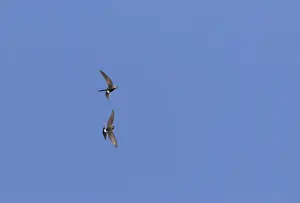Siberische Prints: Siberische Gierzwaluw, Pacific Swift, Apus pacificus