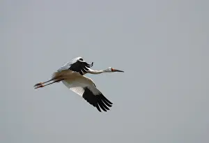 2004 Prints: Siberische Witte Kraanvogel, Siberian Crane, Leucogeranus leucog