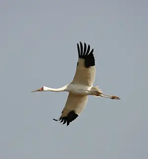 2004 Prints: Siberische Witte Kraanvogel, Siberian Crane, Leucogeranus leucog