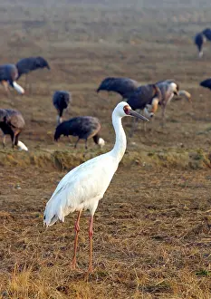 2004 Prints: Siberische Witte Kraanvogel, Siberian Crane, Leucogeranus leucog