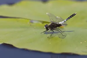 Images Dated 5th June 2015: Sierlijke witsnuitlibel, Lilypad Whiteface, Leucorrhinia caudali