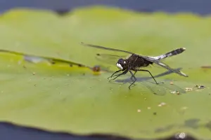 Images Dated 5th June 2015: Sierlijke witsnuitlibel, Lilypad Whiteface, Leucorrhinia caudali