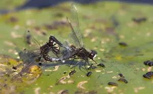 Images Dated 5th June 2015: Sierlijke witsnuitlibel, Lilypad Whiteface, Leucorrhinia caudali