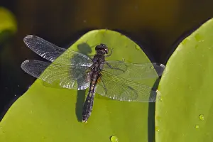 Images Dated 5th June 2015: Sierlijke witsnuitlibel, Lilypad Whiteface, Leucorrhinia caudali