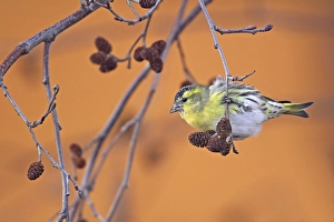 2002 Prints: Sijs, Eurasian Siskin, Carduelis spinus