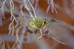 2002 Prints: Sijs, Eurasian Siskin, Carduelis spinus