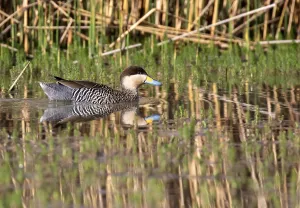 Images Dated 14th September 2015: Silver Teal, Spatula versicolor
