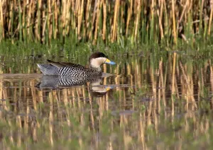 Images Dated 14th September 2015: Silver Teal, Spatula versicolor