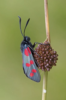 Images Dated 23rd June 2008: Sint-Jansvlinder, Six-Spotted Burnet, Zygaena filipendulae