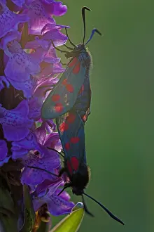 Images Dated 29th June 2008: Sint-Jansvlinder, Six-Spotted Burnet, Zygaena filipendulae