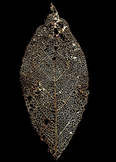 Images Dated 22nd February 2020: Skeleton of a tree leaf