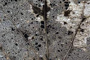 Images Dated 1st March 2020: Skeleton of a tree leaf of a Poplar