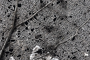 Images Dated 1st March 2020: Skeleton of a tree leaf of a Poplar