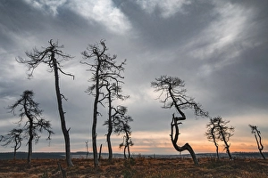 Images Dated 16th November 2019: Skeleton Trees
