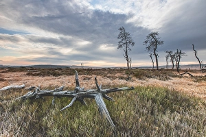 Images Dated 16th November 2019: Skeleton Trees