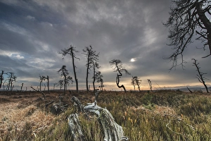 Images Dated 16th November 2019: Skeleton Trees