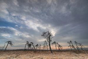 Images Dated 16th November 2019: Skeleton Trees