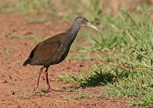 Images Dated 28th January 2012: Slaty-breasted Wood Rail (Aramides saracura)