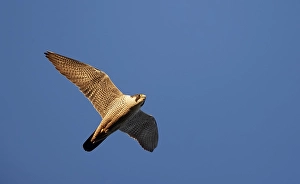Images Dated 18th July 2017: Slechtvalk, Peregrine Falcon, Falco peregrinus