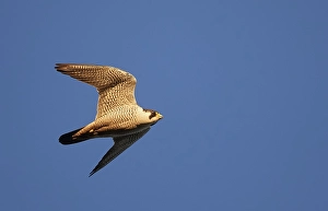 Images Dated 18th July 2017: Slechtvalk, Peregrine Falcon, Falco peregrinus