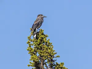 Siberische Prints: Slender-billed Spotted Nutcracker