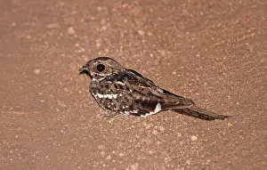 Caprimulgus Prints: Slender-tailed nightjar, Caprimulgus clarus