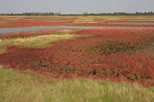 Images Dated 18th September 2008: Slikken van Flakkee, Nederlands / Netherlands