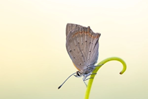 Images Dated 28th May 2023: Small Copper, Lycaena phlaeas