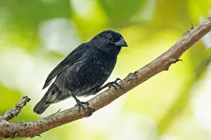 Images Dated 24th May 2023: Small ground finch, Geospiza fuliginosa