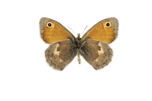 Small Heath, Coenonympha pamphilus