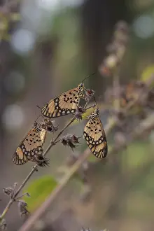 2010 Prints: Small Orange Acraea; Acraea serena
