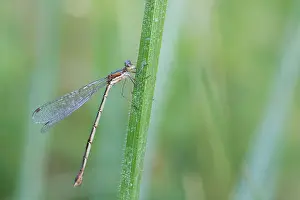 Romania Prints: Small spreadwing