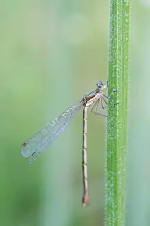 Romania Prints: Small spreadwing