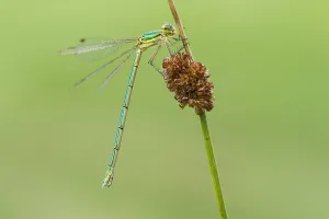 Images Dated 21st July 2018: Small Spreadwing, Lestes virens