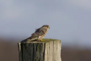 Images Dated 15th February 2008: Smelleken; Merlin; Falco columbarius