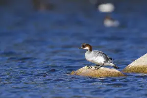 2016 Prints: Smew