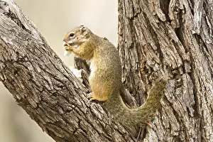 Images Dated 17th September 2008: Smith's Bush Squirrel, Paraxerus cepapi