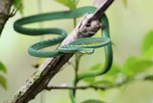 Images Dated 27th February 2014: Snake spec