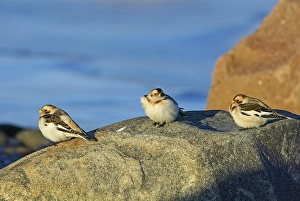 2002 Prints: Sneeuwgors, Snow Bunting, Plectrophenax nivalis