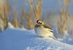 2002 Prints: Sneeuwgors; Snow Bunting; Plectrophenax nivalis