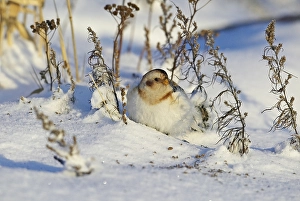 2002 Prints: Sneeuwgors, Snow Bunting, Plectrophenax nivalis