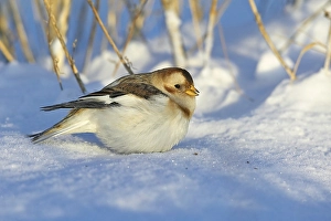 2002 Prints: Sneeuwgors; Snow Bunting; Plectrophenax nivalis