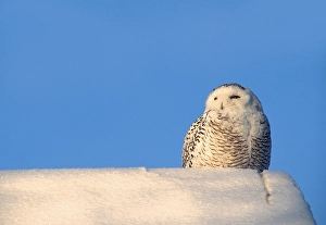 1996 Prints: Sneeuwuil, Snowy Owl, Bubo scandiacus