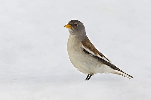 Sneeuwvink Prints: Sneeuwvink, White-winged Snowfinch, Montifringilla nivalis