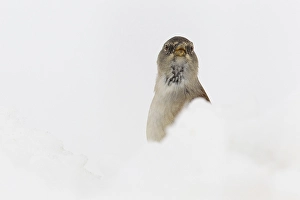 Sneeuwvink Prints: Sneeuwvink, White-winged Snowfinch, Montifringilla nivalis
