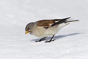 Sneeuwvink Prints: Sneeuwvink, White-winged Snowfinch, Montifringilla nivalis