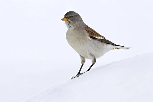 Sneeuwvink Prints: Sneeuwvink, White-winged Snowfinch, Montifringilla nivalis