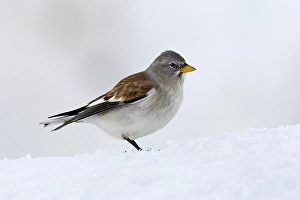 Sneeuwvink Prints: Sneeuwvink, White-winged Snowfinch, Montifringilla nivalis